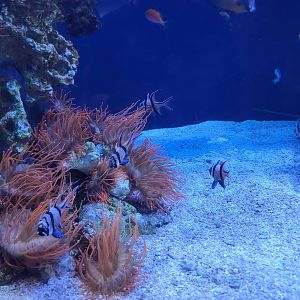 Based Banggai Cardinals