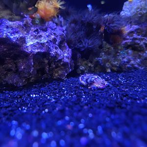 Flamboyant Cuttlefish