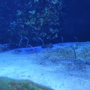 Garden Eels