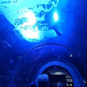 Walkthrough Tank to Gift Shop