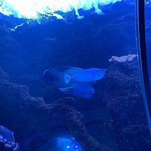 Unicorn Tang and Humphead Wrasse