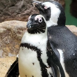 Outdoor African Penguins
