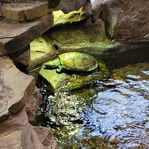 Madagascar Big Headed Turtle