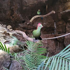 Fischer's Turaco