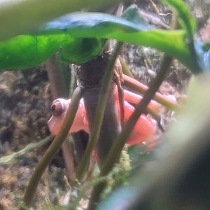 The Most Pink Frog To Ever Exist