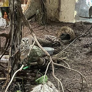 Burrowing Owls and a Desert Cottontail
