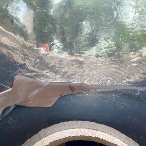 Freshwater Sawfish
