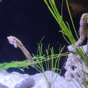 Longsnouted Seahorses