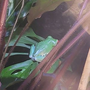 Red-Eyed Tree Frog