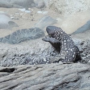 Beaded Lizard Inspecting a Neotropical Rattlesnake