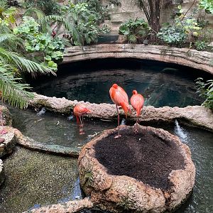 Flamingos and Sharks