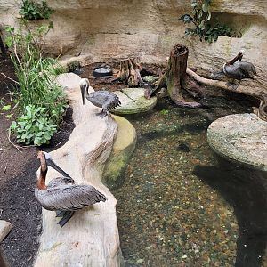 Brown Pelicans