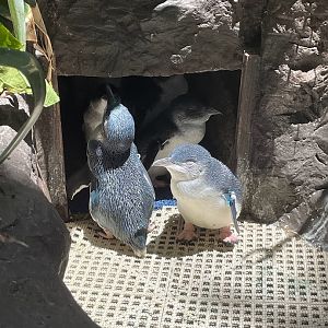 Little Blue Penguins at the Gift Shop