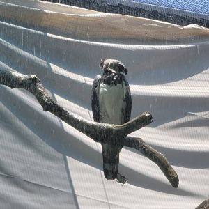 Harpy Eagle in the Sprinkler