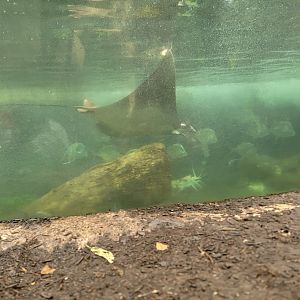 Lesser Devil Ray Tank