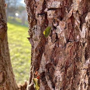 Texas Leafcutter Ants