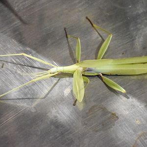 Children's Stick Insect