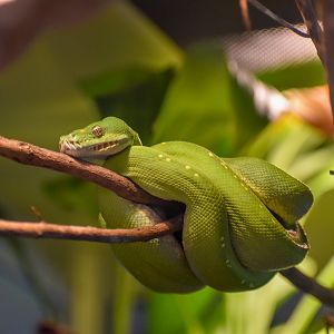 Green Tree Python
