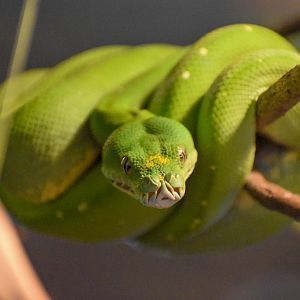Green Tree Python