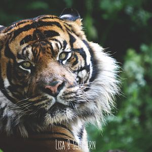 .:Sumatran Tiger:.
