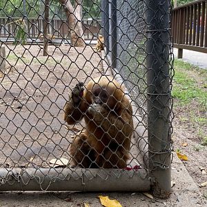 Blonde Capuchin (Sapajus flavius)