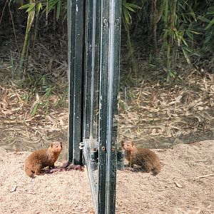 New born Dwarf Mongoose