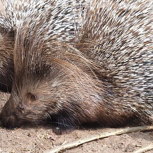 Indian crested porcupine (Hystrix indica), 2022-05-17