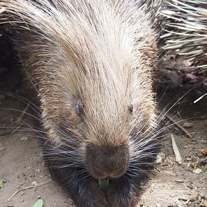 Indian crested porcupine (Hystrix indica), 2022-05-17