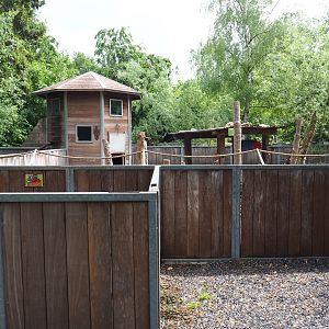 Red river hog exhibit and viewing area, 2022-05-17