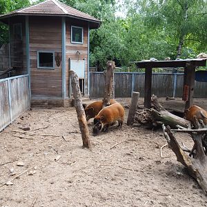 Red river hog exhibit, 2022-05-17