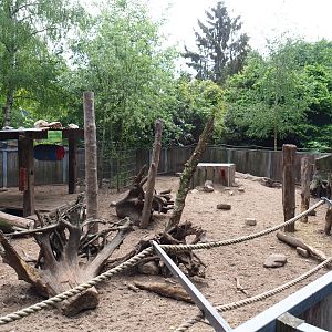 Red river hog exhibit, 2022-05-17