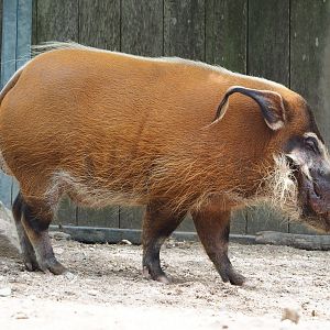 Red river hog (Potamochoerus porcus), 2022-05-17