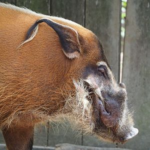Red river hog (Potamochoerus porcus), 2022-05-17