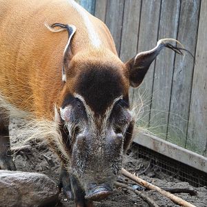 Red river hog (Potamochoerus porcus), 2022-05-17