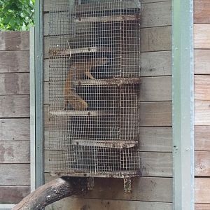 Yellow mongoose using climbing structure to entrance of indoor housing, 2022-05-17