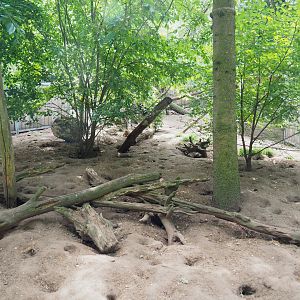 Banded mongoose exhibit, 2022-05-17