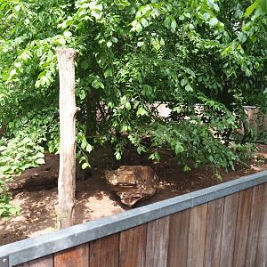 Banded mongoose exhibit, 2022-05-17