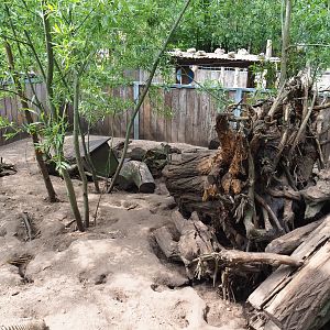 Banded mongoose exhibit, 2022-05-17