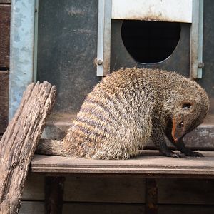 Banded mongoose (Mungos mungo), 2022-05-17