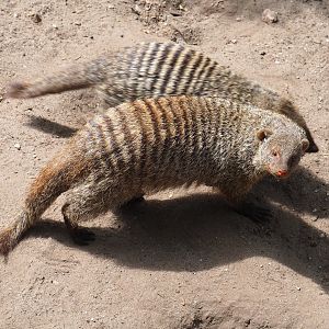 Banded mongoose (Mungos mungo), 2022-05-17