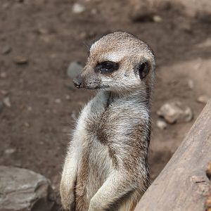 Meerkat (Suricata suricatta), 2022-05-17
