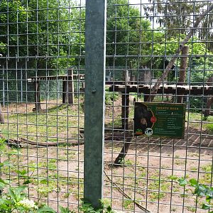 American black bear exhibit, 2022-05-17