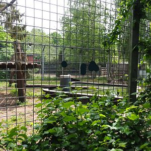 American black bear exhibit, 2022-05-17