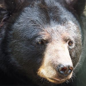 American black bear (Ursus americanus), 2022-05-17