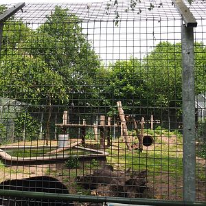 American black bear exhibit, 2022-05-17