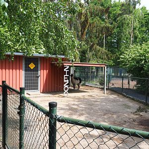 American black bear holding building, Alpaca shelter and Part of alpaca paddock, 2022-05-17