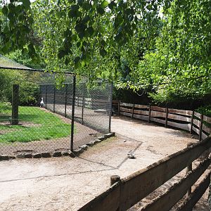 Alpaca paddock wrapping around large mixed aviary, 2022-05-17