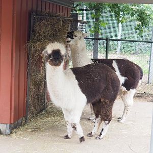 Alpacas (Vicugna pacos), 2022-05-17
