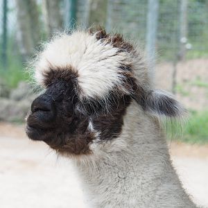 Alpaca (Vicugna pacos), 2022-05-17