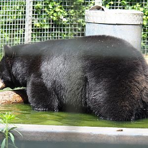 American black bear (Ursus americanus) in the pool, 2022-05-17
